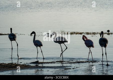 Flamingos waten in Silhouette, Ngorongoro-Krater, Tansania Stockfoto