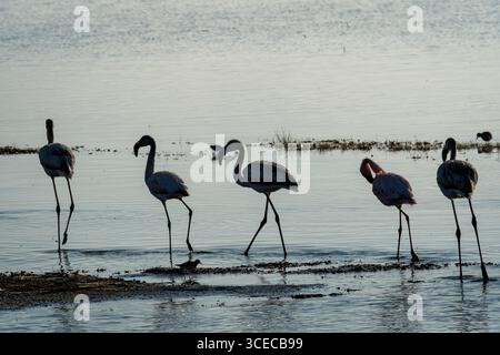 Flamingos waten in Silhouette, Ngorongoro-Krater, Tansania Stockfoto