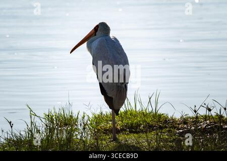 Gelbschnabelstorch am Wasser, Ngorongoro-Krater, Tansania Stockfoto