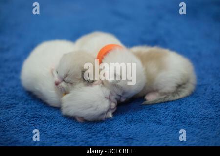 Neugeborene 1 Woche alte Ragdoll-Kätzchen schlafen mit geschlossenen Augen auf der Decke, Hauskatze Stockfoto