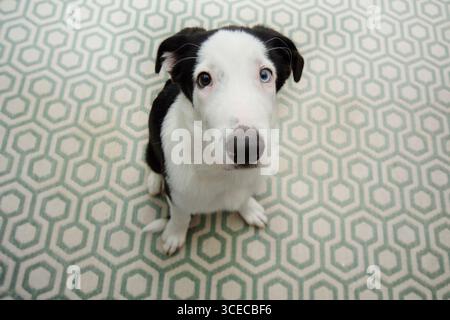 Portrait süßer, freundlicher Hündchen, der mit seinen Augen aufblickt. Stockfoto