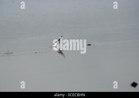 Schwarzflügelige Stelze auf der Suche in Flachwasser, Ngorongoro-Krater, Tansania Stockfoto