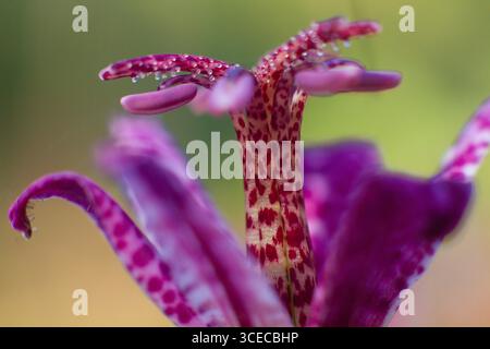Nahaufnahme einer wunderschönen Blume Tricyrtis im Garten Stockfoto