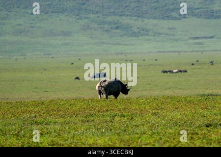 Schwarze Nashörner weiden auf offenen Ebenen, Ngorongoro-Krater, Tansania Stockfoto