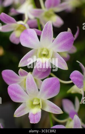 Nahaufnahme der wunderschönen zweihöckigen Dendrobium Blumen im Garten Stockfoto
