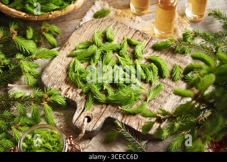 Junge Fichtenspitzen, die im Frühjahr auf einem Holzschneidebrett geerntet werden - Zutat für Kräutersirup Stockfoto