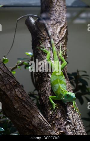 Nahaufnahme Gestreifter Fidschi-Leguan auf einem Baum Stockfoto