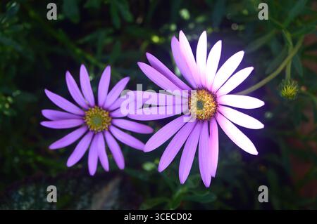 Ein Paar rosa/violette Osteospermum Jucundum (African Daisy) Flowers wuchs die Grenzen im RHS Garden Bridgewater, Worsley, Greater Manchester, UK Stockfoto