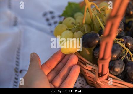 Nahaufnahme der menschlichen Hand, die gelbe Traube aus einem Korb mit schwarzen und grünen Trauben hält. Konzept der Frischernte, des ökologischen Landbaus und der Heilung Stockfoto