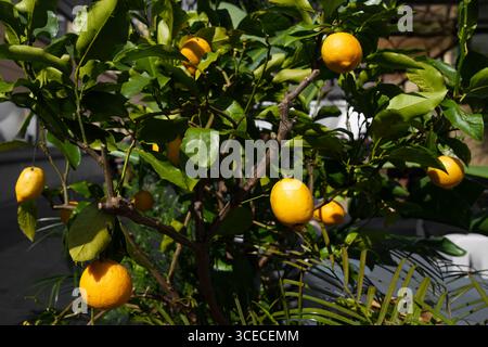 Reife gelbe Zitrusfrüchte wachsen auf einem Baum mit grünen Blättern bei Tageslicht. Frische Bio-Zitronen am Zweig Stockfoto