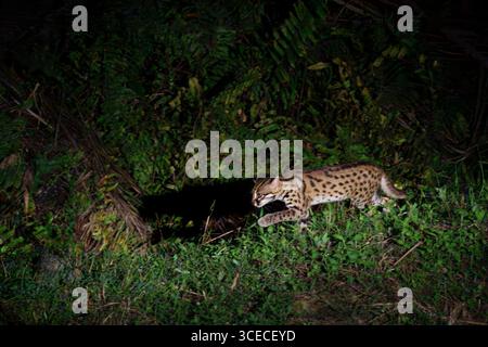 Leopardenkatze, bekannt als Prionailurus bengalensis, nachts im Danum Valley, Borneo, Malaysia Stockfoto