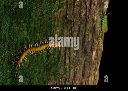 Centipede und Laterne Käfer auf dem Baumstamm nachts in Borneo, Malaysia Stockfoto