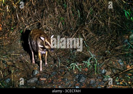 Mouse Deer oder auch bekannt als Rattenhirsch in der Nacht Danum Valley, Borneo, Malaysia Stockfoto