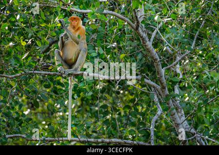 Proboscis Affe im Baum in Brunei Stockfoto