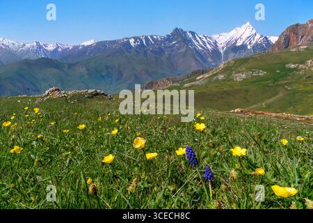 Blick auf den Kaukasus mit Wildblumen, Aserbaidschan Stockfoto