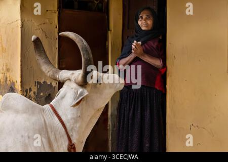 Ältere Frauen beten zur Kuh in Bhuj, Gujarat, Indien Stockfoto