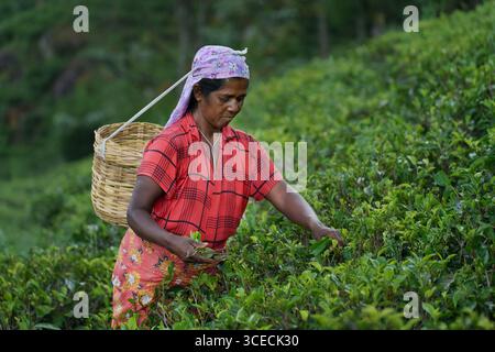 Die einheimische Frau pflückt Teeblätter in den Gärten von Teeplantagen in der Nähe von Nuwara Eliya, Sri Lanka Stockfoto
