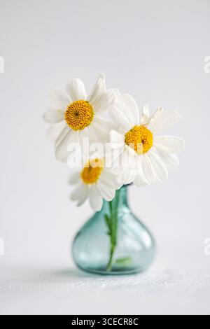 Nahaufnahme frischer Sommerdaises, die in einer kleinen blauen Vase auf einer weißen Oberfläche angeordnet sind und den Innenraum mit ihrer einfachen Schönheit und Natürlichkeit unterstreichen Stockfoto