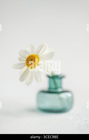 Eine zarte weiße Kamillenblüte mit leuchtendem gelbem Zentrum ist elegant in einer kleinen türkisfarbenen Glasvase platziert. Die Komposition wird erneut eingestellt Stockfoto