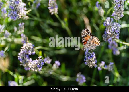 Ein lebendiger Schmetterling sitzt anmutig auf blühendem Lavendel auf einer sonnendurchfluteten Wiese. Der üppige grüne Hintergrund hebt die violetten Blumen und die zarten hervor Stockfoto