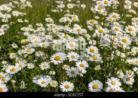 Der wachsende Sommer macht die Blumen im Sonnenlicht blühend. Stockfoto
