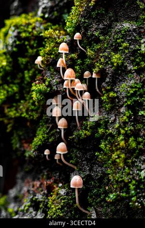 Eine Ansammlung von zarten Mycena-Pilzen, die anmutig aus einem reichen Wald wachsen und ihre schlanken Stiele und kleinen Kappen in einem natürlichen Wald zeigen Stockfoto