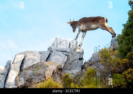 Von unten steht der iberische Steinbock anmutig auf felsigem Gelände unter einem klaren blauen Himmel und zeigt seine starken Beine und seine geschickten Kletterfähigkeiten in einer na Stockfoto
