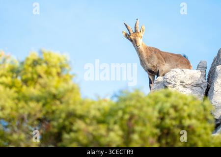 Von unten steht ein iberischer Steinbock majestätisch auf felsigem Gelände vor einem klaren blauen Himmel und zeigt seine starken Hörner und seine bewegliche Haltung in seiner natura Stockfoto