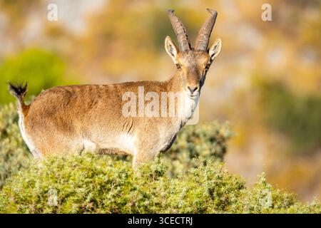 Ein majestätischer iberischer Steinbock steht anmutig auf einem felsigen Hang, umgeben von üppigem Grün. Die charakteristischen geschwungenen Hörner und die agile Haltung unterstreichen die gute Figur Stockfoto