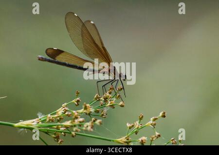 Ein lebhafter Zygoptera thront anmutig auf einer zarten Pflanze in der Nähe des Flusses. Mit schlanken Flügeln und satten Farben ruht die Jungfrau in der ruhigen Natur Stockfoto