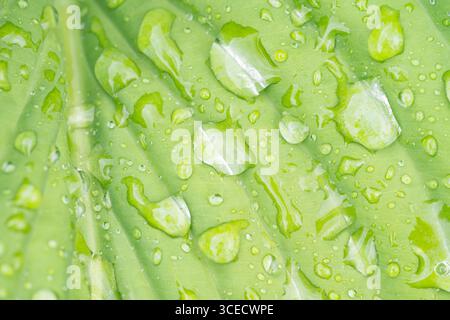 Nahaufnahme von frischen Tautropfen auf einem lebendigen grünen Hostablatt, die das Wesen der Verjüngung der Natur nach einem Frühlingsregen festhalten. Das Wasser glitzert b Stockfoto