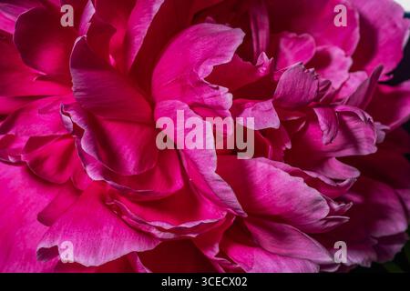 Erleben Sie die heitere Schönheit der leuchtenden rosafarbenen Pfingstrosenblüten in voller Blüte, die in exquisiten Details festgehalten werden. Die zarten Texturen und die satten Farben erzeugen ein s Stockfoto