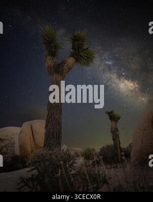 Stunning night sky over Joshua Tree National Park, California, showcasing the Milky Way with vibrant detail. Captured using long exposure Stockfoto