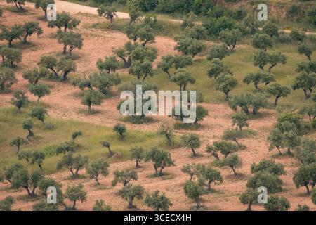 Luftaufnahme eines weitläufigen Olivenhains in der spanischen Region Alcarria. Die ordentlich angeordneten Bäume verteilen sich während des Sprins über eine üppige, grüne Landschaft Stockfoto