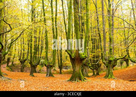 Die ruhige Schönheit des Naturparks Gorbea im Herbst. Dieses Bild fängt die leuchtenden Farben von Herbstblättern, hohen Bäumen und der ruhigen Atmosphäre des Basq ein Stockfoto