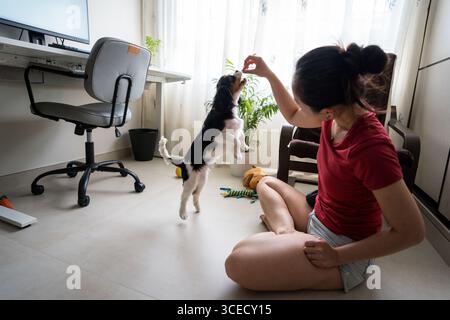 Eine junge Frau trainiert ihren Kavalier King Charles Spaniel zu Hause. Der Welpe springt eifrig und genießt die interaktive Session in einer gemütlichen Atmosphäre Stockfoto