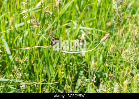 Ein Schmetterling, der elegant auf hohen Gräsern thront und die üppigen Strukturen des Waldbodens zeigt. Die leuchtenden Grüntöne schaffen einen ruhigen Hintergrund, ca. Stockfoto