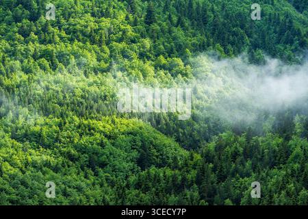 Aus der Vogelperspektive eines lebendigen grünen Waldes in Sierra de Urbasa, Navarra, Spanien. Die üppigen Baumkronen sind teilweise von einem Schleier aus Morgennebel bedeckt, der erzeugt Stockfoto