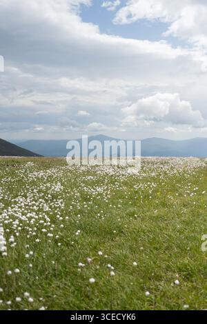 Eine ruhige Landschaft mit einer grünen Wiese, die mit winzigen weißen Blumen bedeckt ist, breitet sich unter einem riesigen Himmel voller weicher Wolken und fernen Bergen aus Stockfoto
