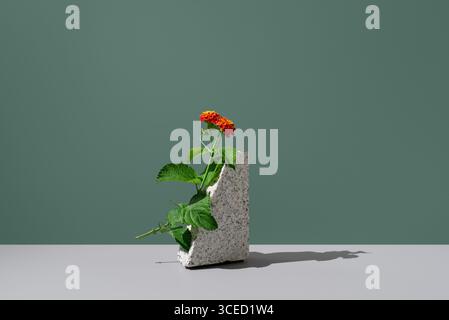 Eine lebhafte Darstellung von roten und gelben Lantana Camara Blumen in einer strukturierten Betonvase. Vor einem sanften grünen Hintergrund, der die Farbe betont Stockfoto