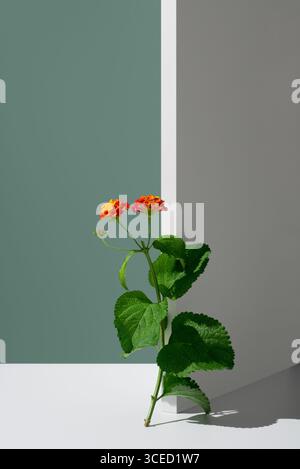 Leuchtend rot und gelb blüht Lantana Camara, ein immergrüner Sträucher aus der Familie der Verbenaceae, vor einem minimalistischen grünen und grauen Hintergrund Stockfoto