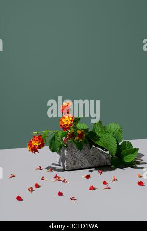 Rote und gelbe Lantana Camara Blumen ruhen auf einem strukturierten Stein vor einem dunkelgrünen Hintergrund. Blütenblätter sind auf einer grauen Oberfläche verstreut, wodurch t hervorgehoben wird Stockfoto