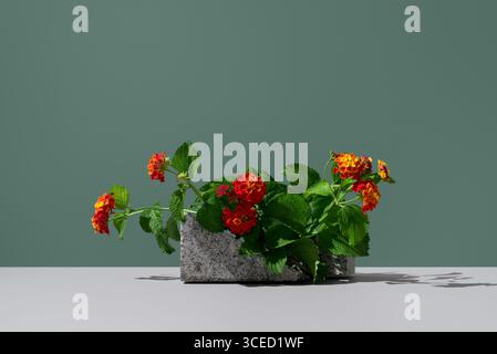 Leuchtend rote und gelbe Blüten von Lantana Camara, einem immergrünen Sträucher aus der Familie der Verbenaceae, elegant in einem Betontopf gegen A ausgestellt Stockfoto