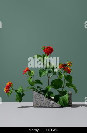 Lantana Camara, ein immergrüner Sträucher aus der Familie der Verbenaceae, zeigt leuchtende rote und gelbe Blüten in einem geometrischen Steintopf gegen einen gedämpften Gier Stockfoto