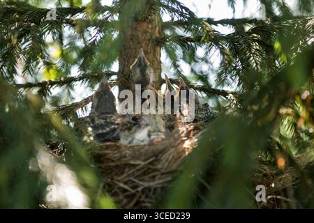 Ein Nahbild eines Droschennetzes, versteckt zwischen üppig grünen Zweigen, wo mehrere brütende Vogelbabys eifrig auf die Fütterung warten, um eine zarte Momen zu fangen Stockfoto