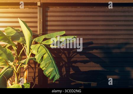 Bananenpflanze in warmem Sonnenuntergang, die Schatten auf geschlossenen Shutter in Chalkidiki, Griechenland, wirft. Selektiver Fokus. Stockfoto