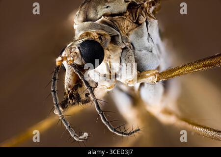 Eine Nahaufnahme eines Kraneflys Stockfoto