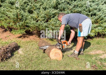 Professioneller Gärtner, der mit einer Motorsäge einen Baumstamm für Brennholz im Garten schneidet. Stockfoto