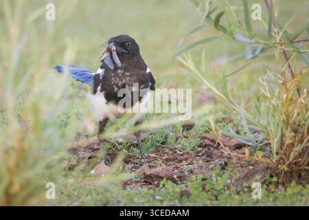 Schwarzschnabel-Elster (Pica hudsonia), die einen Grashüpfer im Schnabel in der Nähe des Shugru Reservoir im Lassen County, Kalifornien, hält. Stockfoto