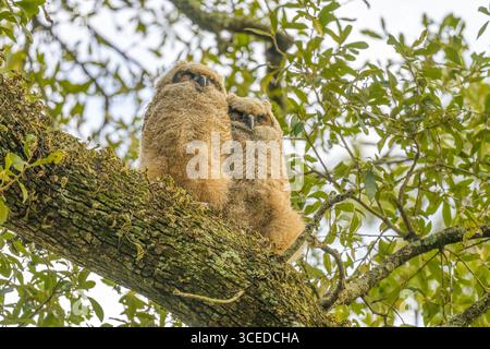 Zwei große Gehörnte Eulen auf einer Live Oak Tree Branch im Audubon Park, New Orleans, LA, USA Stockfoto